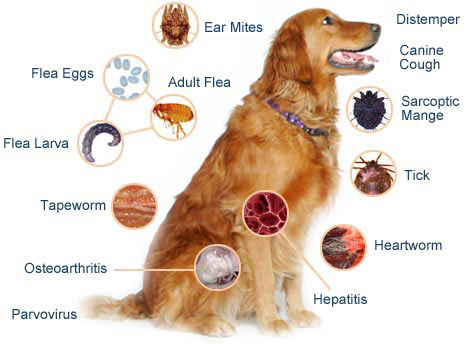 dog disease