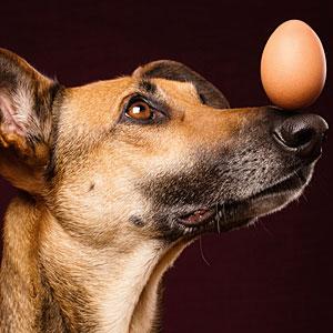 eggs eat dog