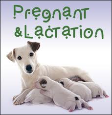 pregnantlactation4