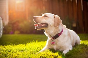 σκύλος και ήλιος 