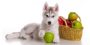 σκύλος και φρούτα 