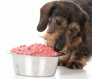 BARF food for healthy dogs