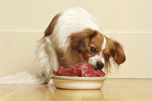 dog eat barf
