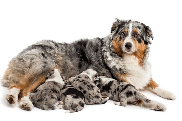 A-nursing-mother-dog-with-puppies - BarfistasBarfistas