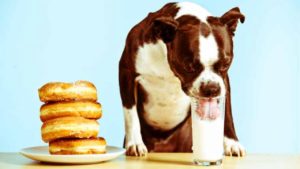 σκύλος και ζάχαρη από γάλα 