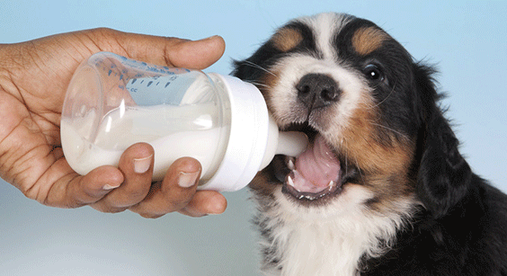 Γάλα στη διατροφή του σκύλου μας;;