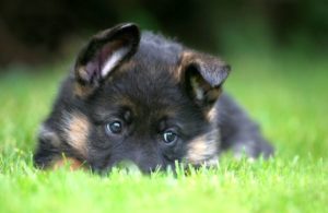 Οι αλλεργίες και οι τροφές οι συχνότερες  αιτίες της σκυλίσιας δερματίτιδας