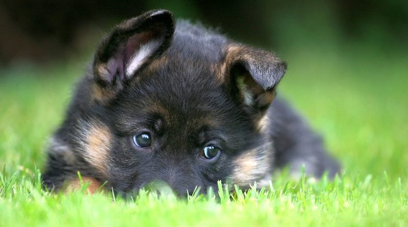 Οι αλλεργίες και οι τροφές οι συχνότερες  αιτίες της σκυλίσιας δερματίτιδας