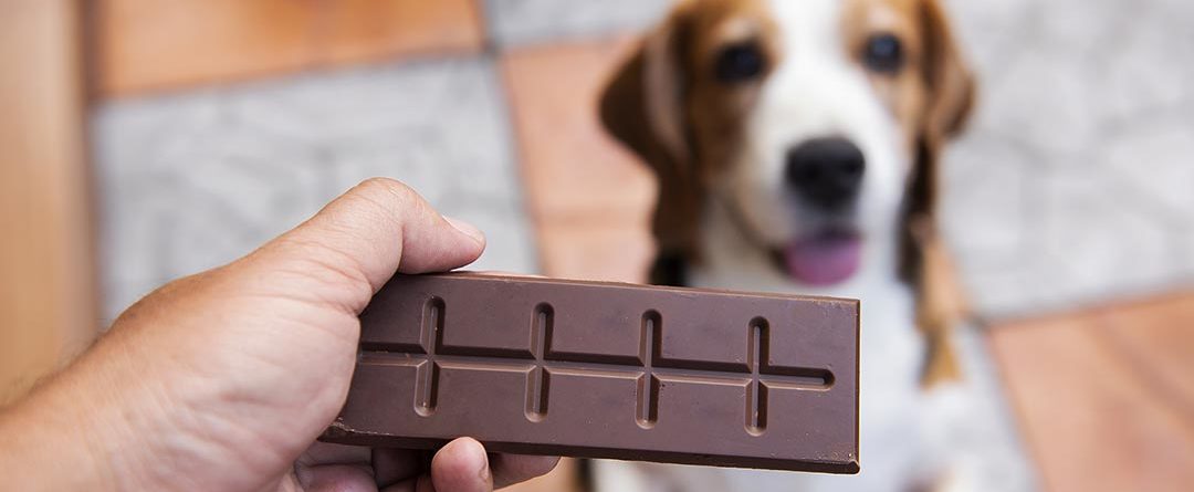 Η σοκολάτα τρελαίνει τους ανθρώπους είναι όμως επικίνδυνη για τους σκύλους