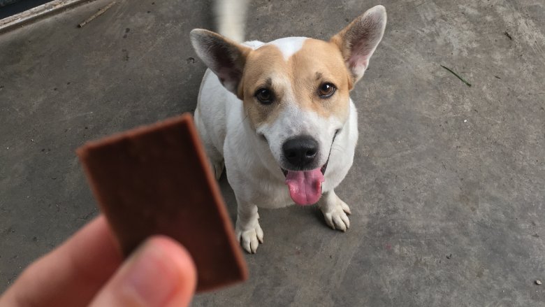 Γιατί δεν μπορούν τα σκυλιά να τρώνε σοκολάτα ενώ οι άνθρωποι μπορούν;