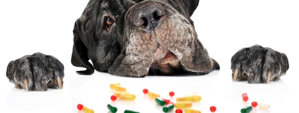 βιταμίνες για τον σκύλο σας