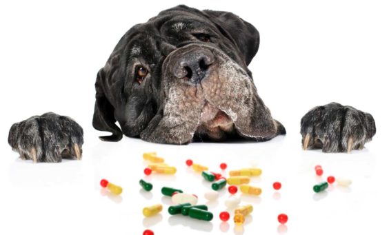βιταμίνες για τον σκύλο σας
