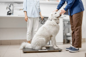 Κινδυνεύει ο σκύλος σας από παχυσαρκία;
