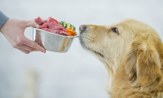 Διατροφή σκύλου με έλλειψη σιδήρου