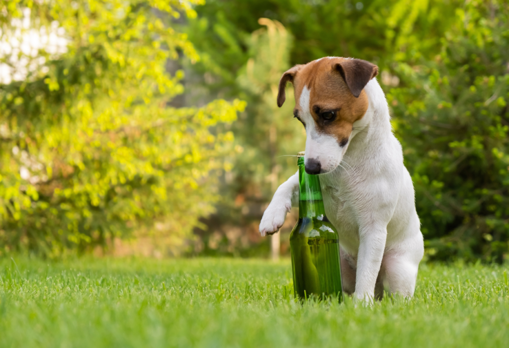 Μακριά ο σκύλος από το αλκοόλ