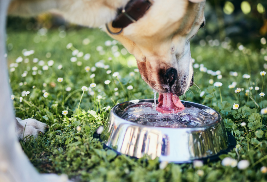 Νερό : ελιξίριο  ζωής για τον σκύλο σας