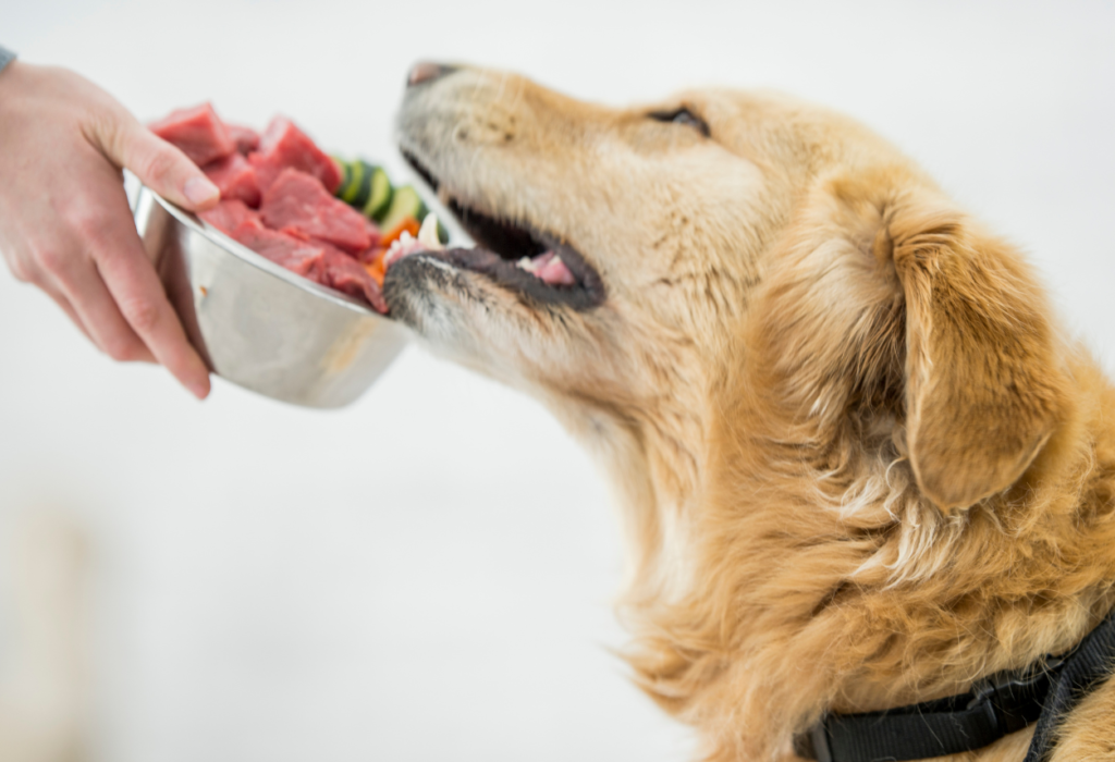 Διατροφή σκύλου με έλλειψη σιδήρου