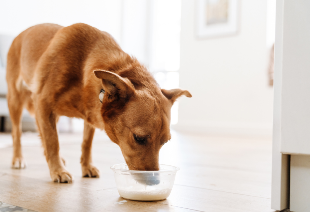 γάλα στη διατροφή του σκύλου