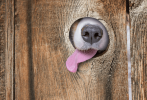 Ροζ γλώσσα σκύλου: Το χρώμα της υγείας