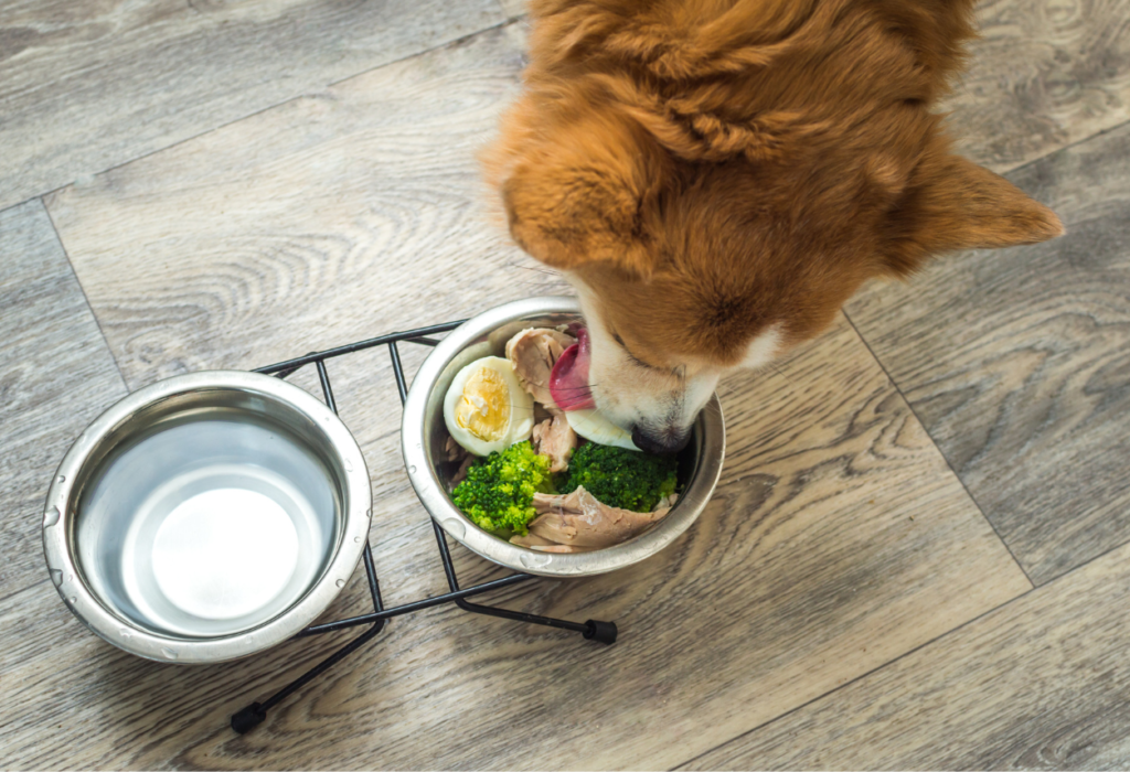 Μάθετε ποιές είναι οι κύριες αιτίες που οδηγούν σε προβλήματα στο συκώτι του σκύλου και τι πρέπει να κάνετε με τη διατροφή του.