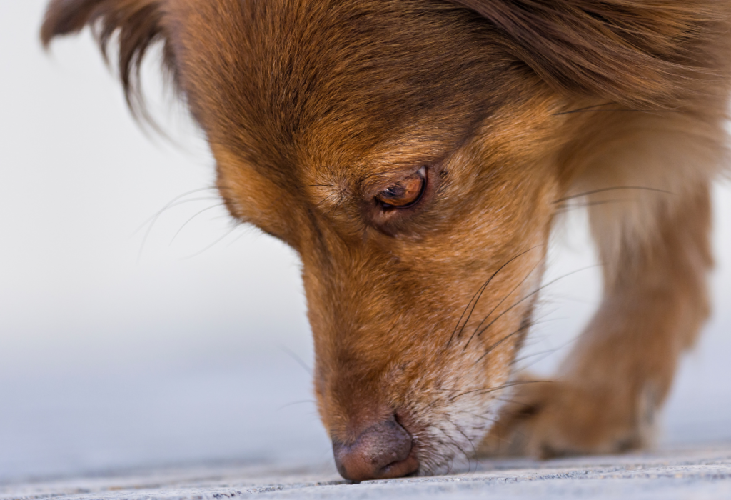 Μυρωδιές και σκύλος : Ποιες απεχθάνεται 