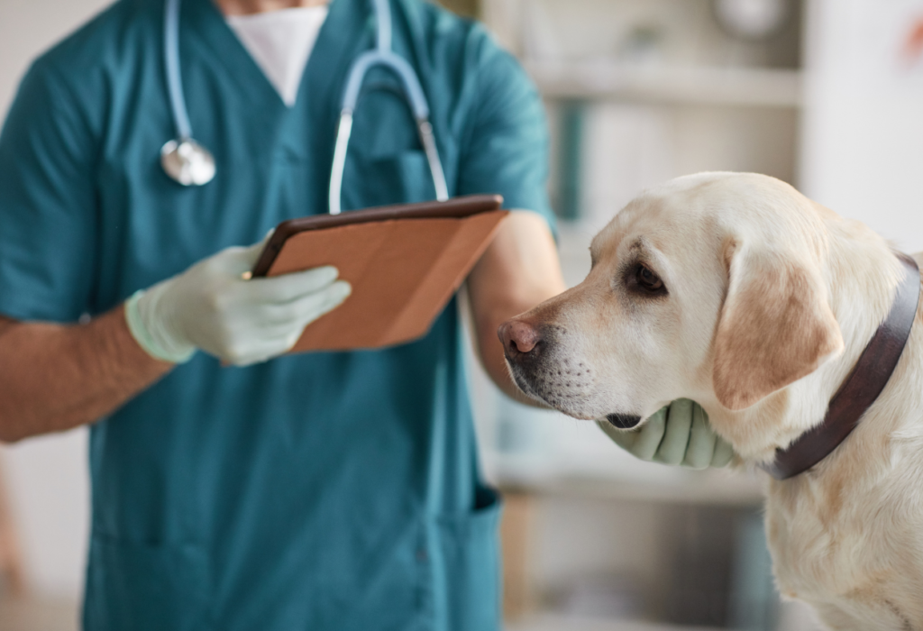 Σκύλοι με καρδιακά προβλήματα: τα συμπτώματα και η γενετική προδιάθεση