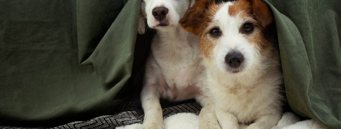 Κροτοφοβία σκύλου: Τα συμπτώματα και πώς να την αντιμετωπίσετε