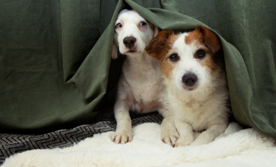 Κροτοφοβία σκύλου: Τα συμπτώματα και πώς να την αντιμετωπίσετε