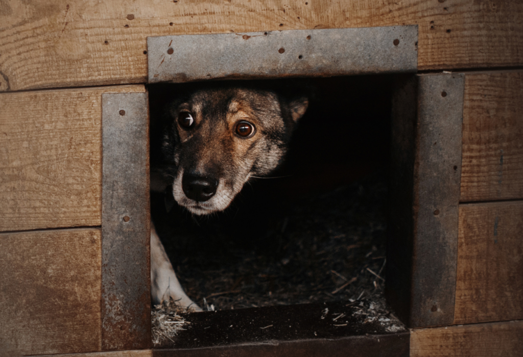 Κροτοφοβία σκύλου: Οι επικίνδυνοι ήχοι