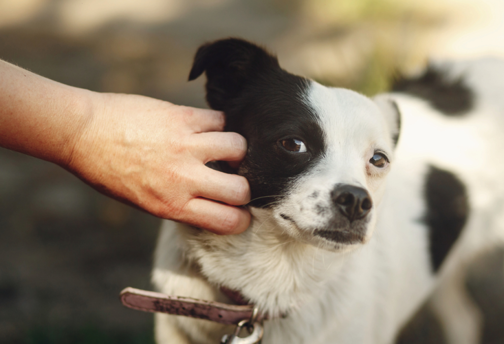 Κροτοφοβία σκύλου: πώς να την αντιμετωπίσετε