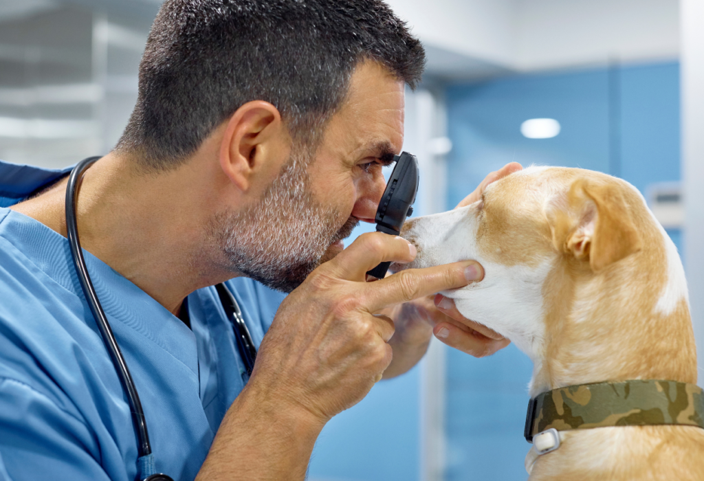 Σκύλος και όραση : το τεστ στο σπίτι  