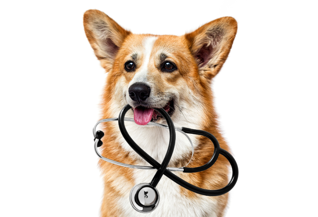 Σκύλοι με καρδιακά προβλήματα :  Τι τα προκαλεί