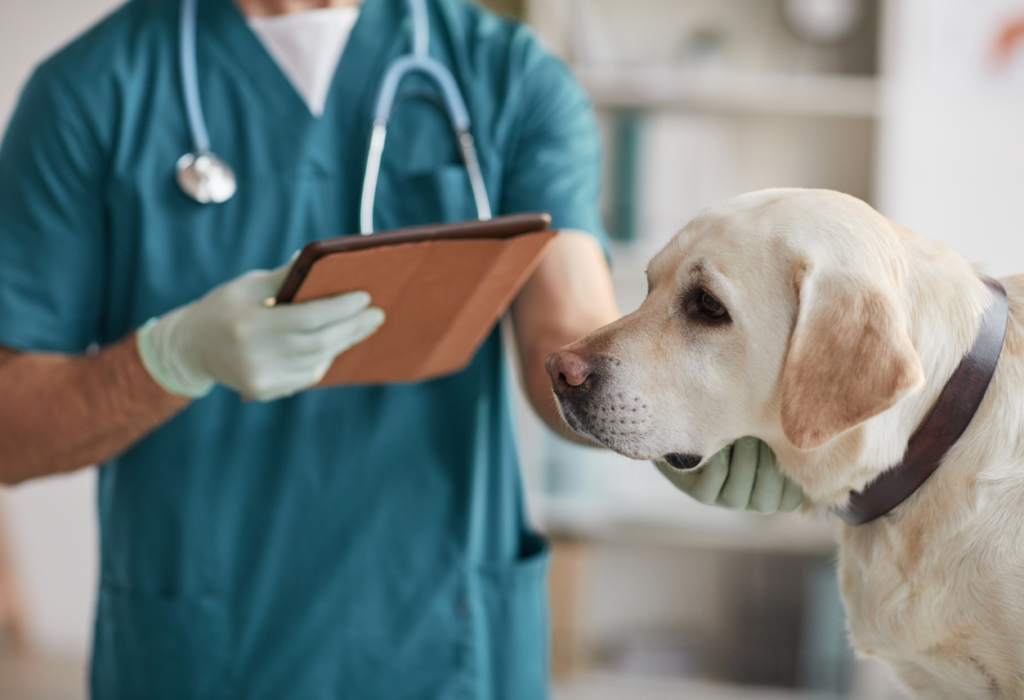 Σκύλος και κτηνίατρος:  μιλάει το…παρελθόν;