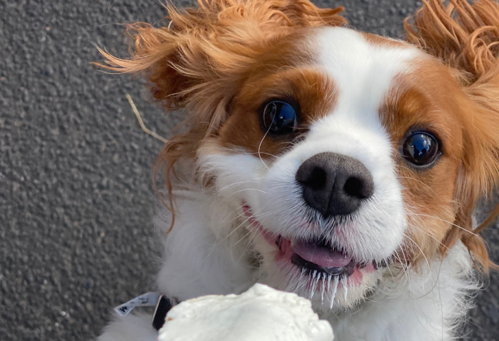 Σκύλος και καλοκαιρινές λιχουδιές : το λατρεμένο παγωτό