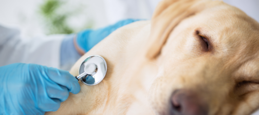 Δηλητηρίαση σκύλου : Οι πρώτες βοήθειες