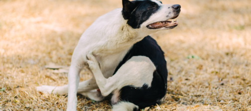 Φαγούρα σκύλου : Οι αιτίες και η αντιμετώπιση