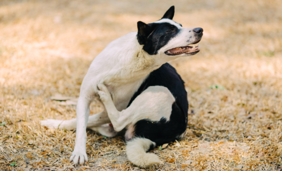 Φαγούρα σκύλου : Οι αιτίες και η αντιμετώπιση