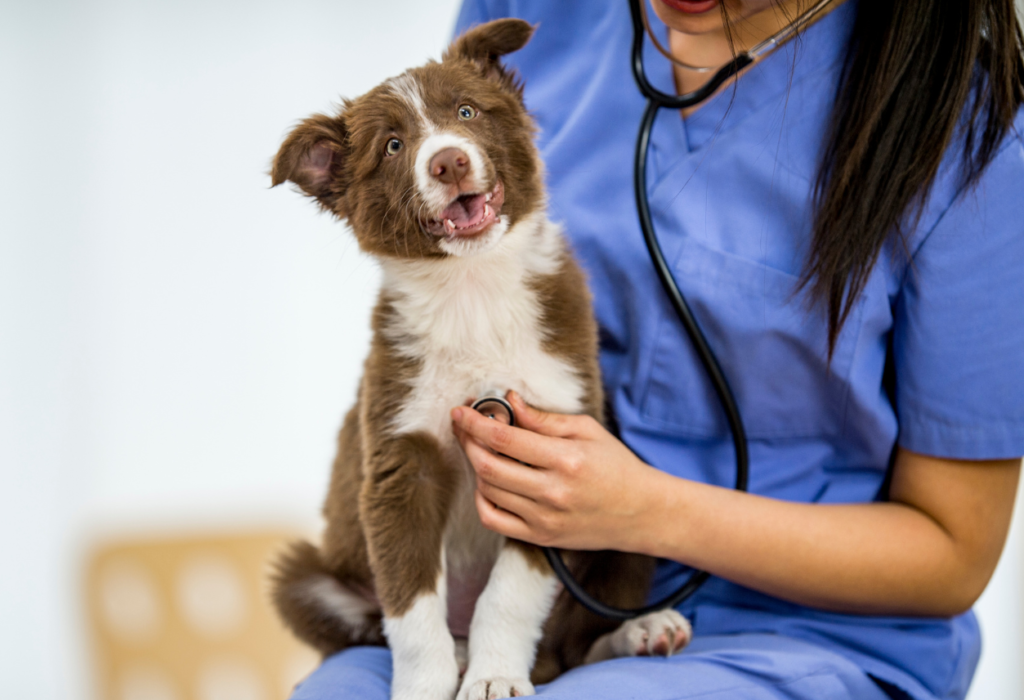 Ψώρα σκύλου : καμία παρέκκλιση από τη θεραπεία