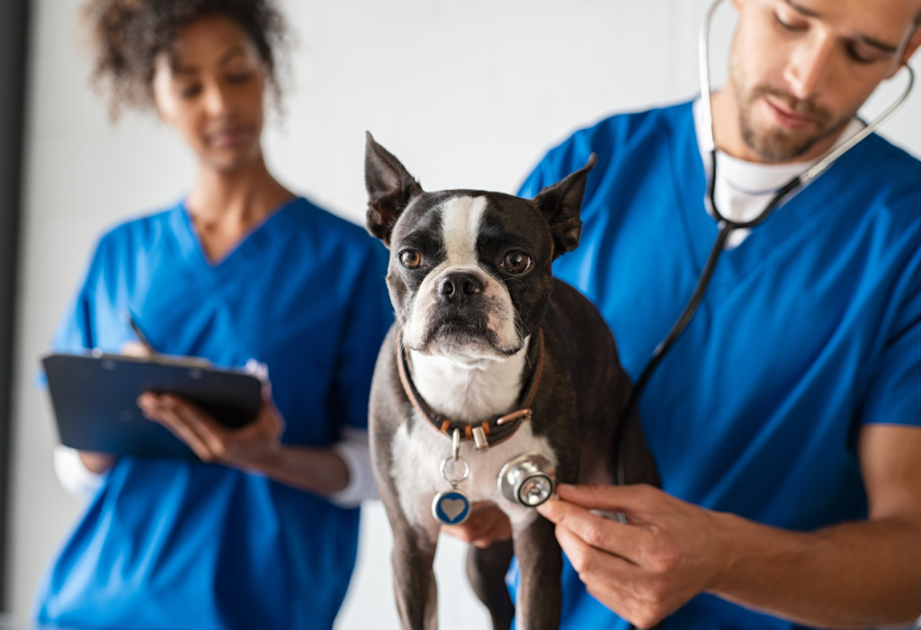 Σκύλος και στοματική διαταραχή : Μην επαναπαύεστε