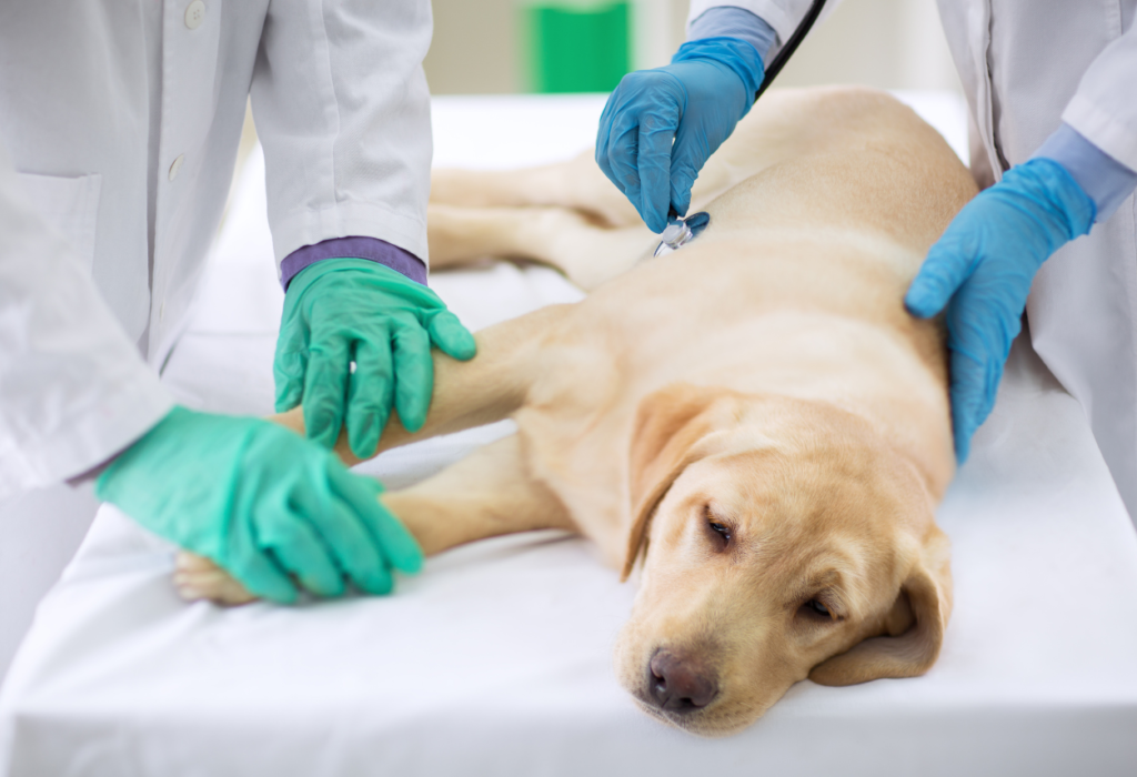 Σκύλος και στομαχική διαταραχή : οι αιτίες  και τα σημάδια