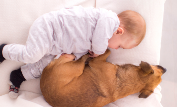 Σκύλος και νεογέννητο : Και τώρα τι κάνουμε ;  