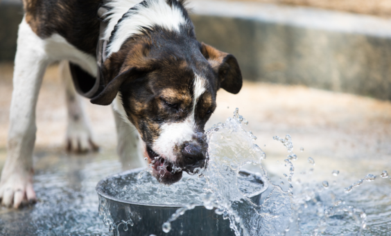 Θερμοπληξία σκύλου : Τα συμπτώματα , η θεραπεία και η πρόληψη