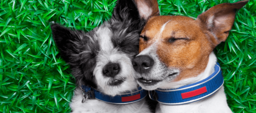 Σκύλος και έρωτας : Τι ρόλο παίζει στη ζωή του