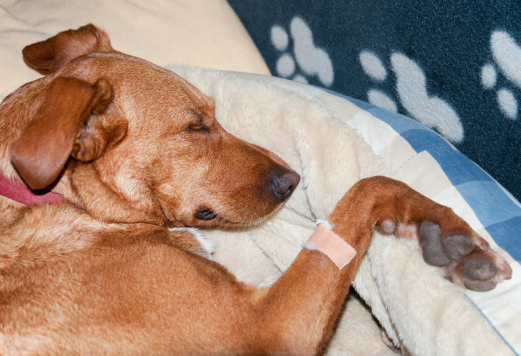 Σκύλος και «σκουλήκι της καρδιάς»: Τα συμπτώματα, οι επιπτώσεις, η διάγνωση