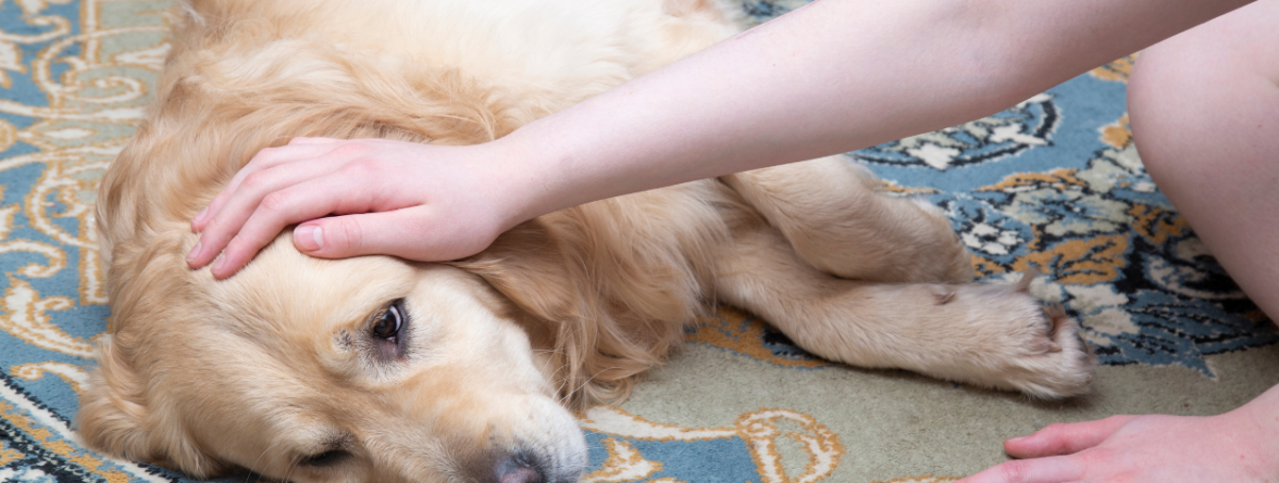 Σκύλος και «σκουλήκι της καρδιάς»: Πόσο επικίνδυνο είναι