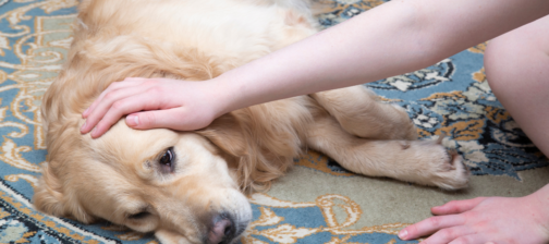 Σκύλος και «σκουλήκι της καρδιάς»: Πόσο επικίνδυνο είναι