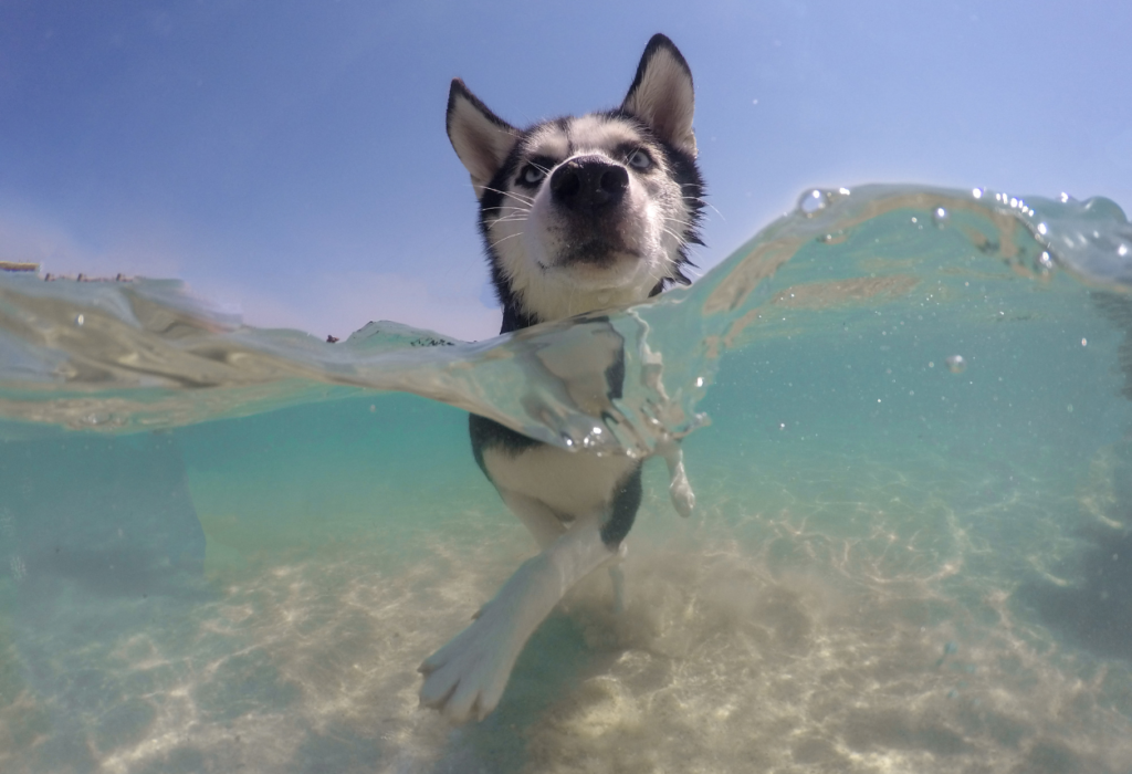Σκύλος και θάλασσα :θαλασσινό νερό και τσιμπήματα