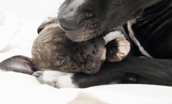 Υγρή μύτη του σκύλου: Είναι πάντα «καθρέφτης» υγείας;  