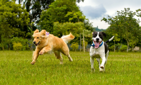 Νευρικότητα σκύλου : Οι αιτίες και η αντιμετώπιση